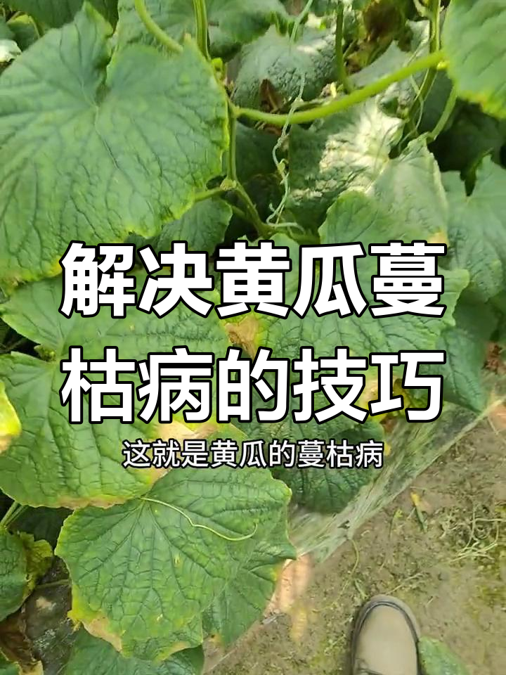 黄瓜蔓枯病症状与防治方法全解析