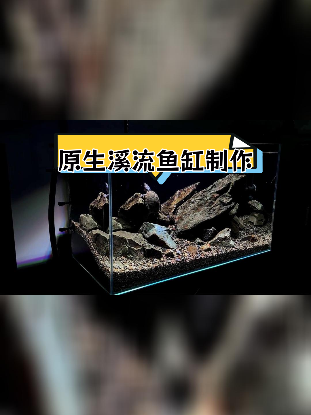 60原生缸造景教程图片