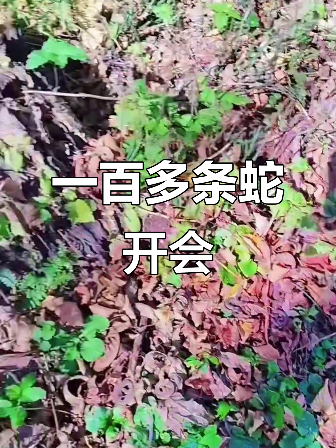 山上蛇群大聚会,百余条蛇密布一窝端