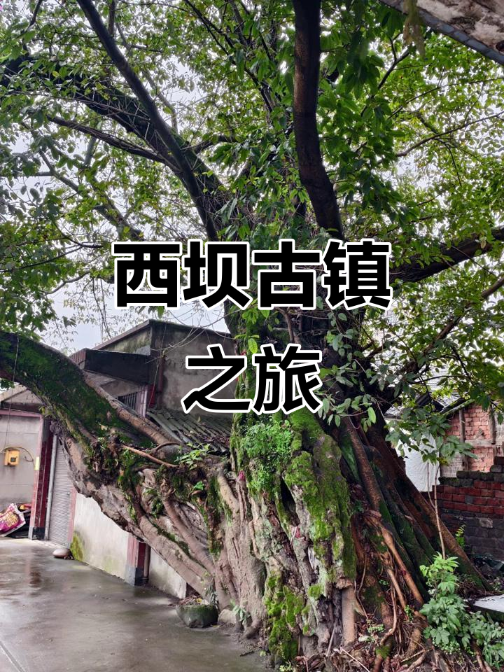 乐山西坝古镇:探秘千年历史与文化