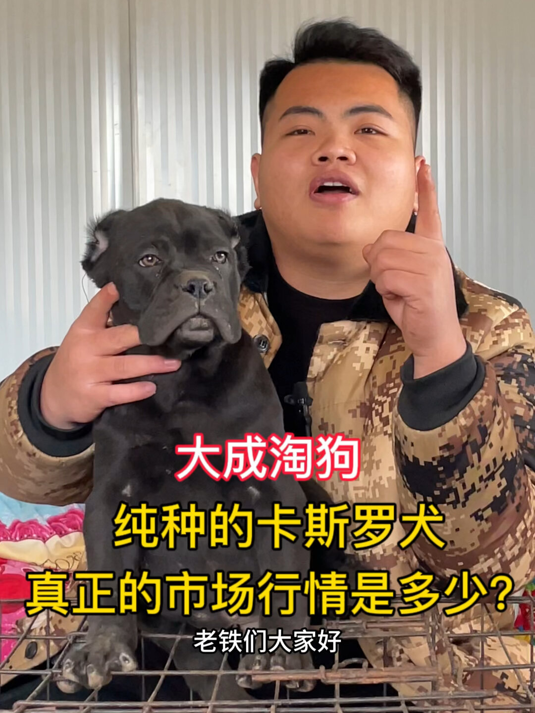 纯种卡斯罗 真正的市场行情是多少