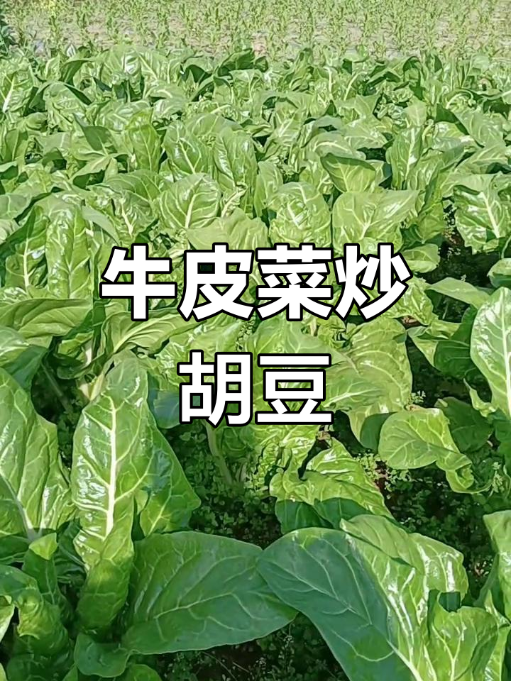 牛皮菜炒胡豆,泡椒让味道更安逸