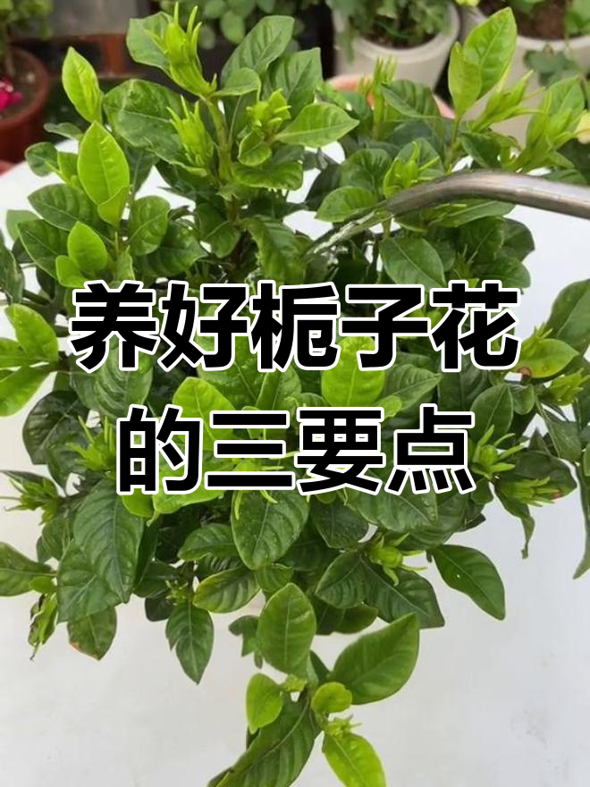 怎样养栀子花图片