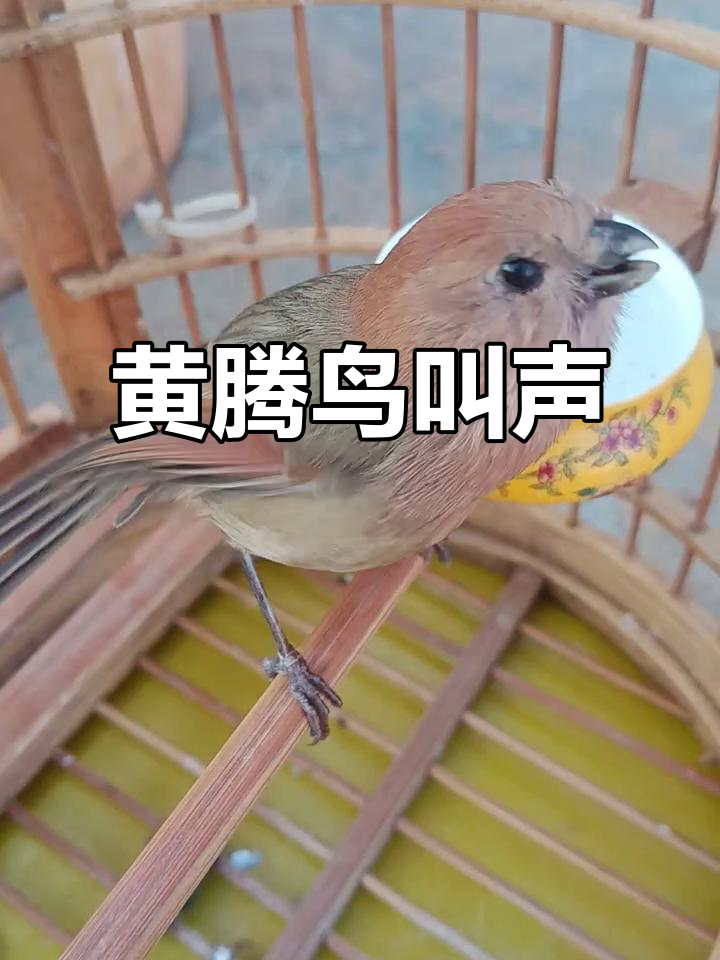 黄腾鸟鸣声,清脆悦耳