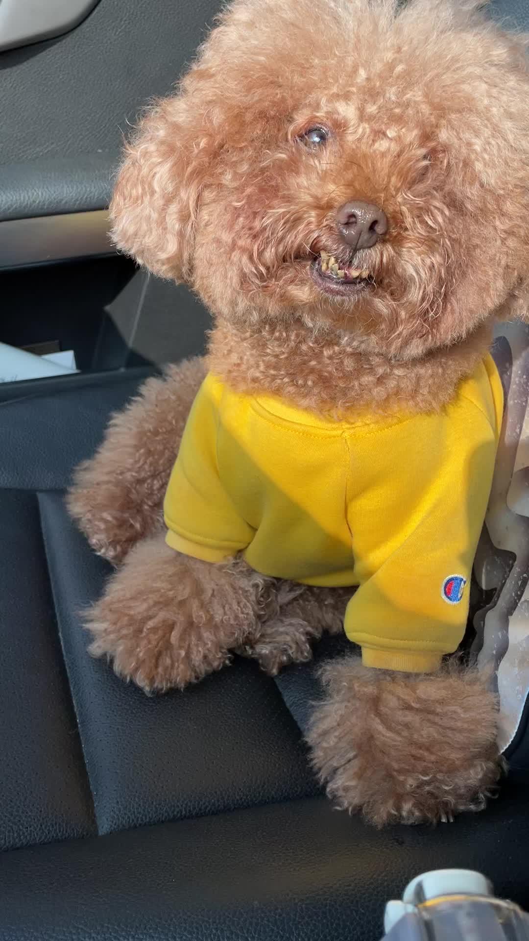 《龅牙铛的幸福生活》萌宠 泰迪 谁的副驾驶还没有个小可爱了-度小视