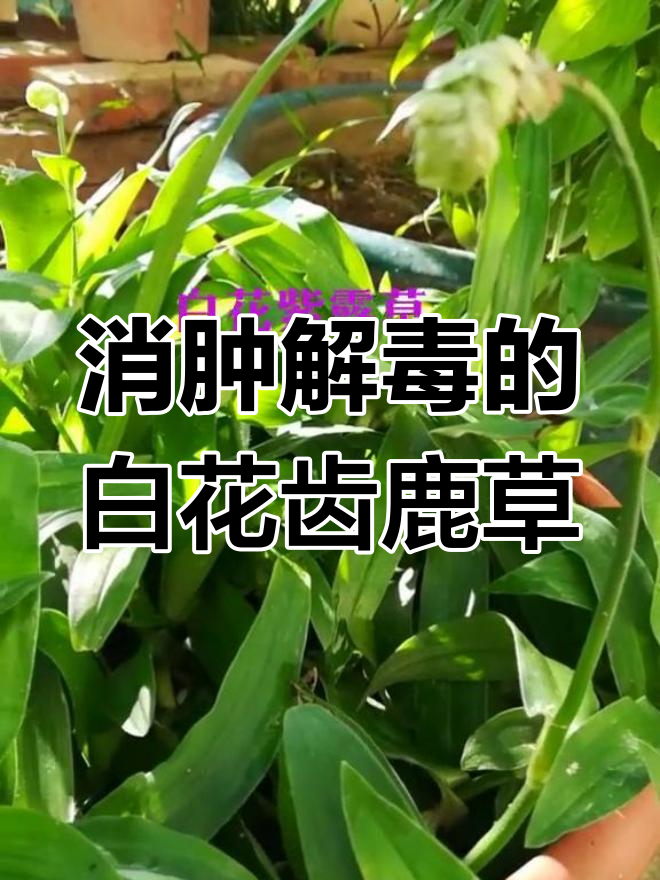 白花紫露草药用图片