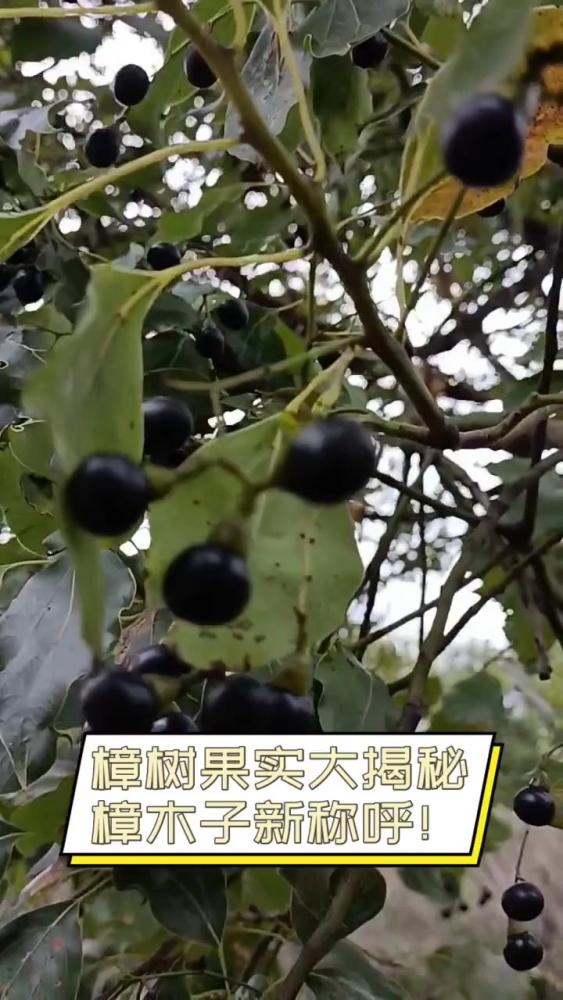 樟树果实大揭秘,樟木子新称呼!,自然,植物,好看视频