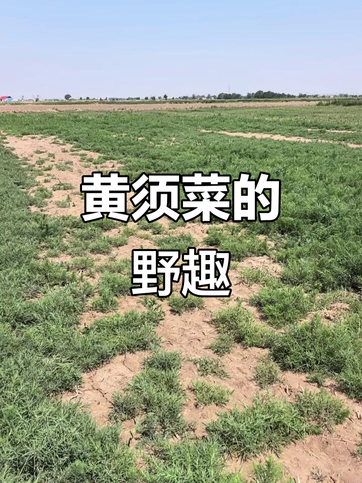 纯野生黄须菜,满地都是!