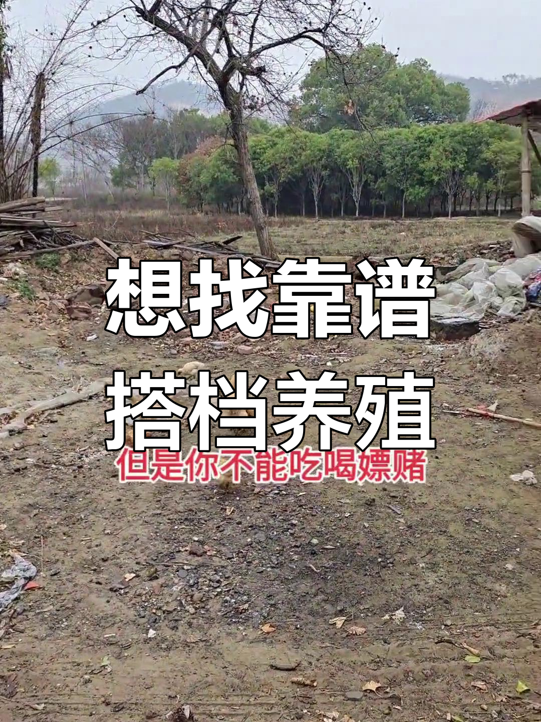 致富创业网养殖视频(养殖致富网500元投资)