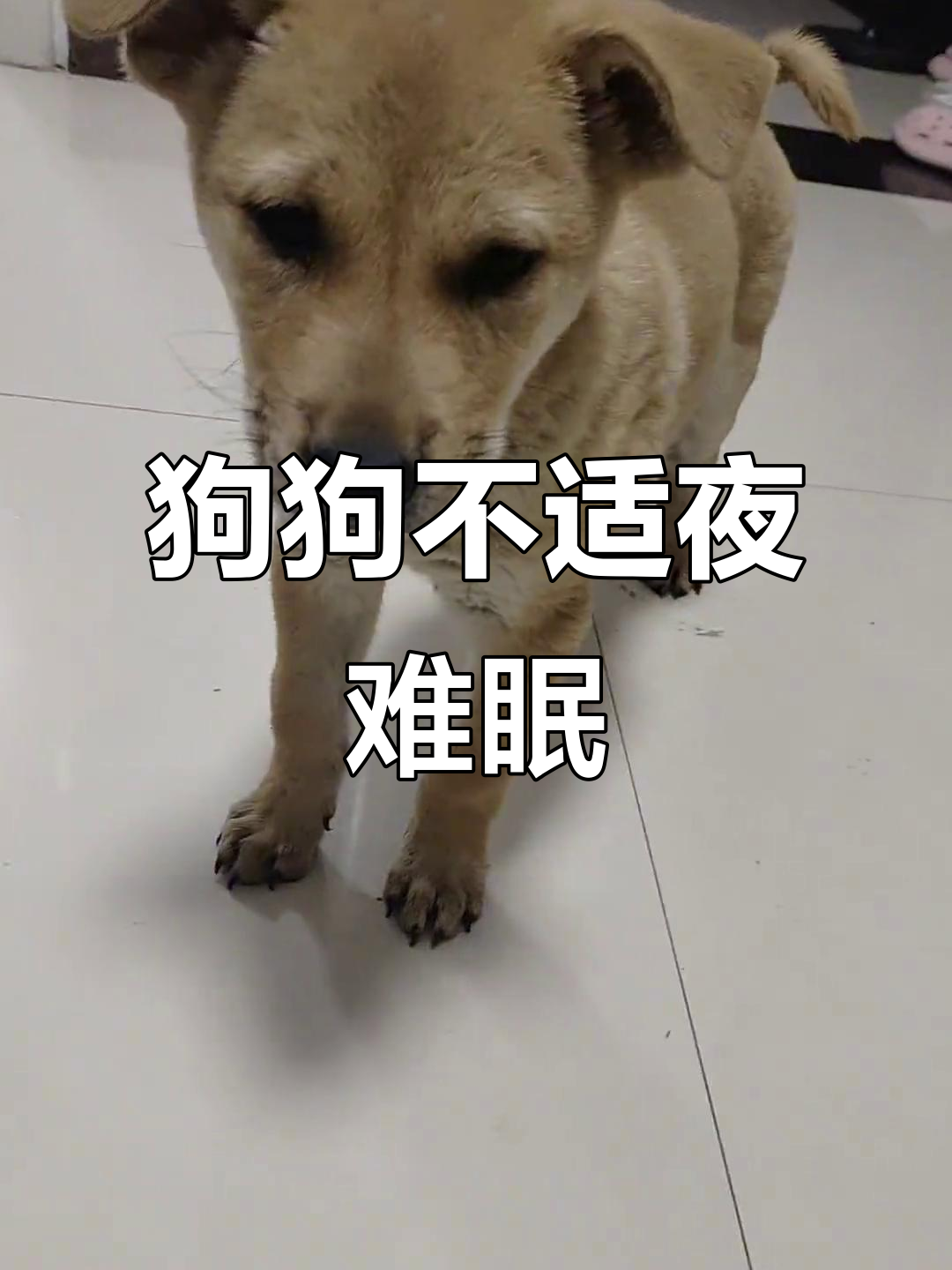 小狗肚子抽动,食欲不振,晚上无法入睡