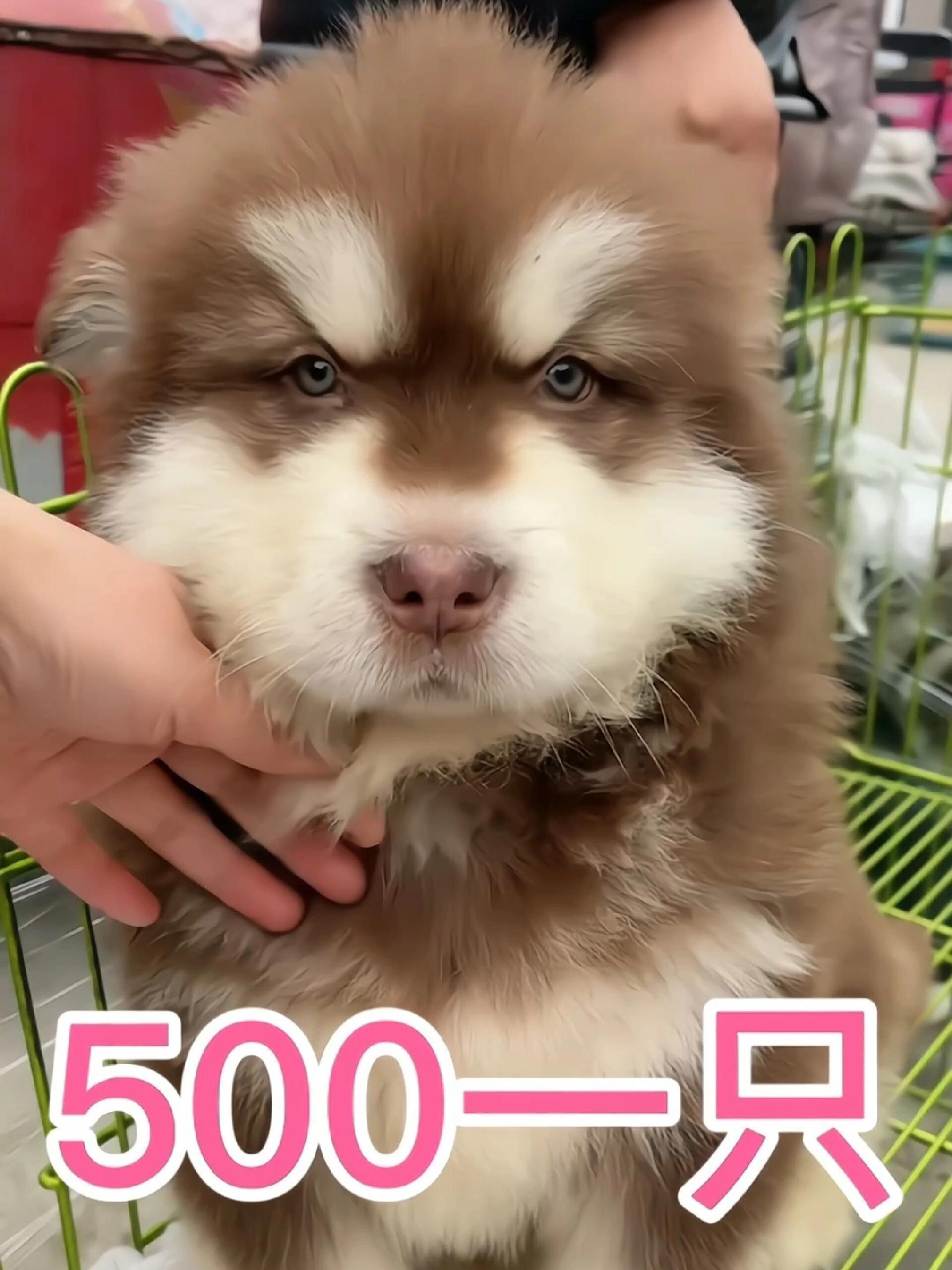 原来阿拉斯加这个价,参考不要在买贵了!