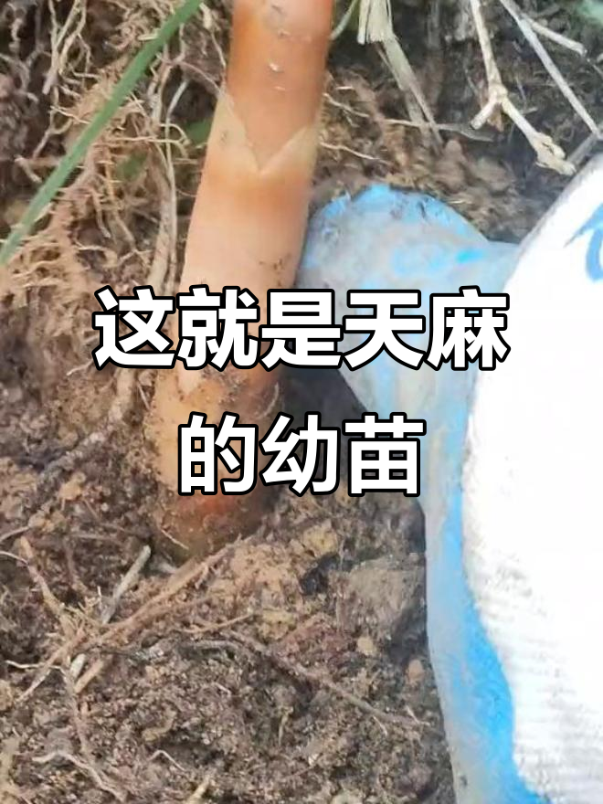 天麻苗长成这样,真可爱!