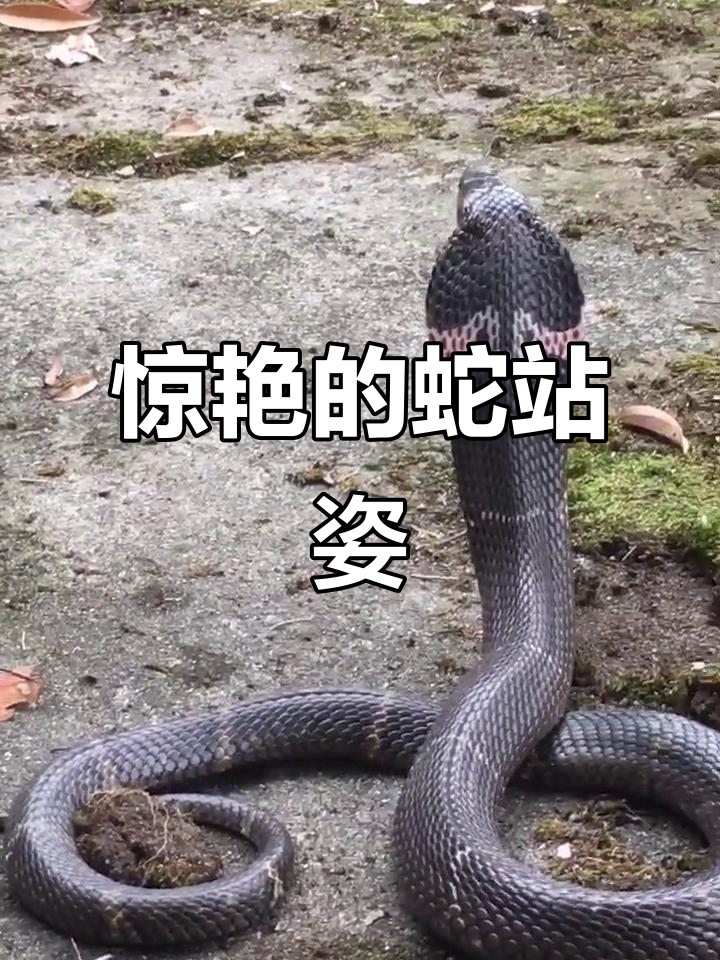 吹风蛇站立瞬间,竟让人惊叹!