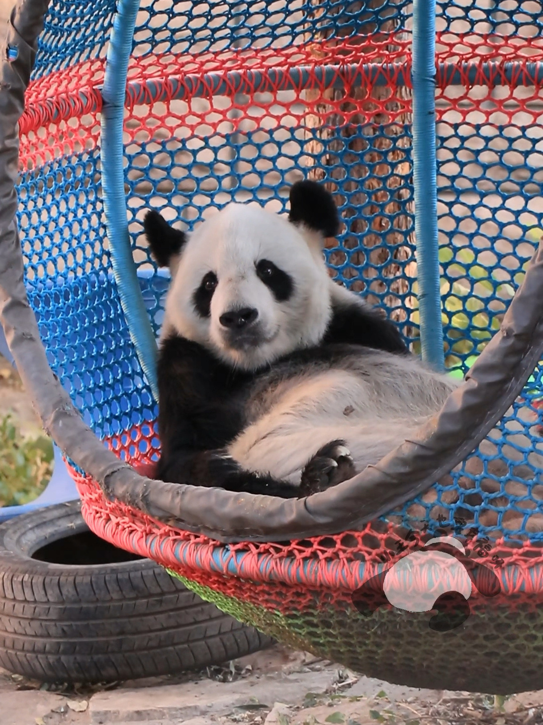 大熊猫古古|最近很喜欢睡在吊床里,像个宝宝