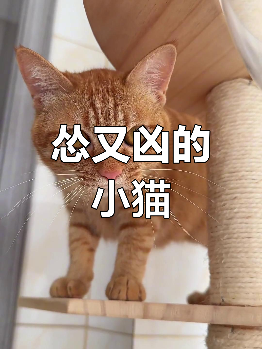 小猫咪打不赢就气鼓鼓,不服的表情太可爱了