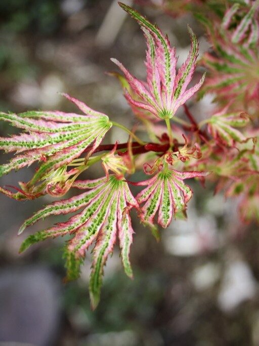 网红枫树品种推荐