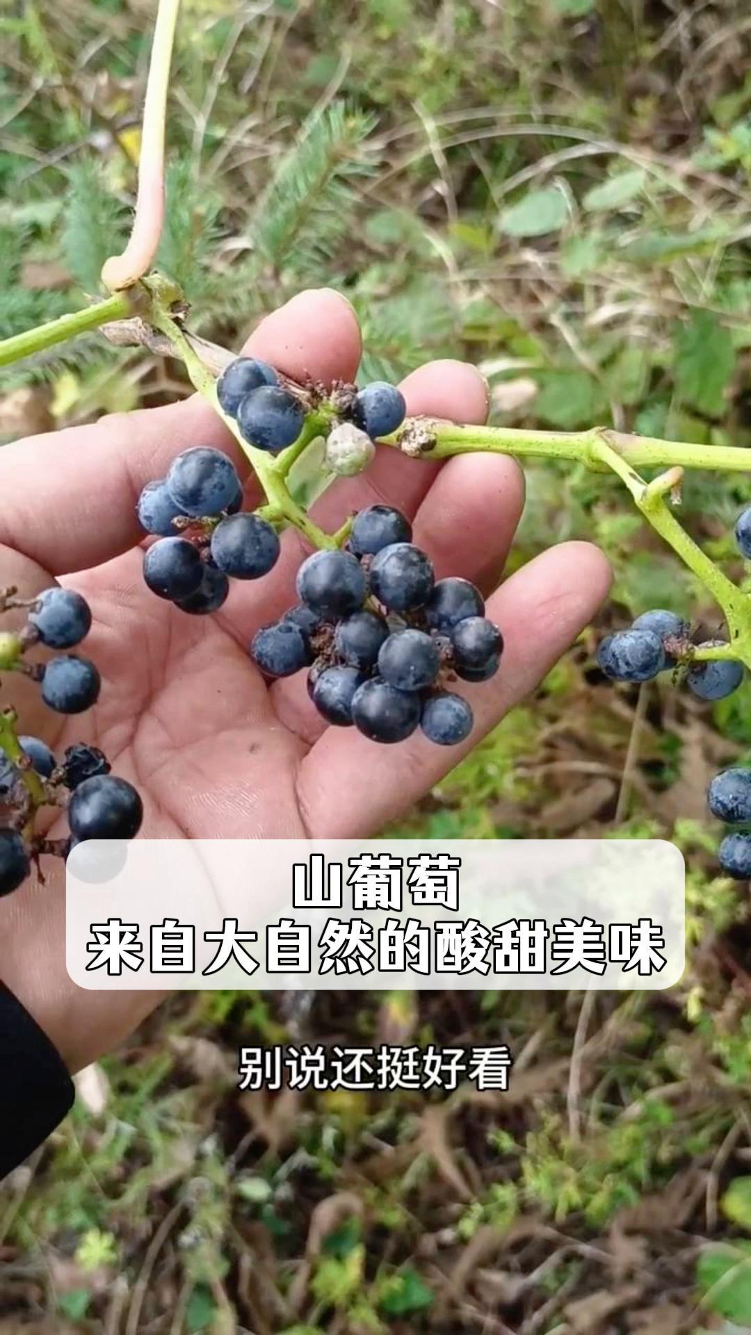 山葡萄图片功效与作用图片