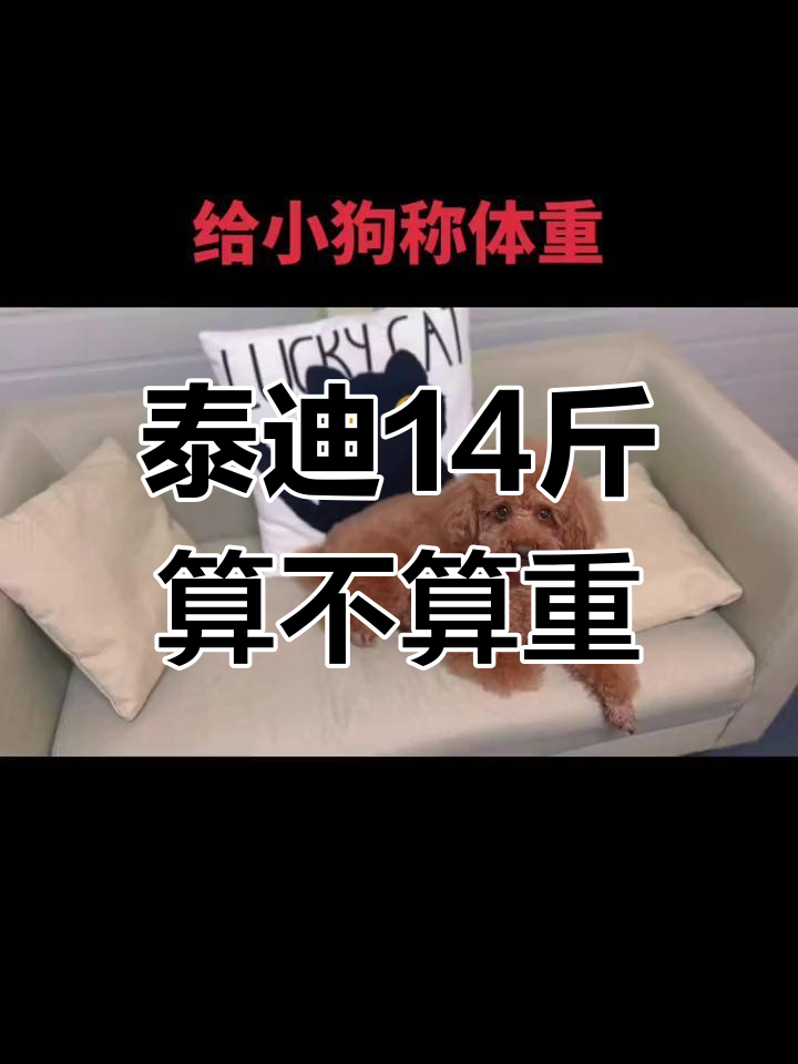 泰迪体重超标,14斤算胖吗?医生建议减肥了
