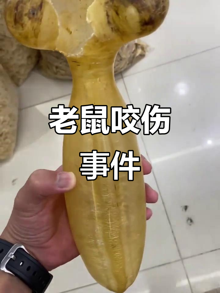 被老鼠咬了,62克重的小伤痕