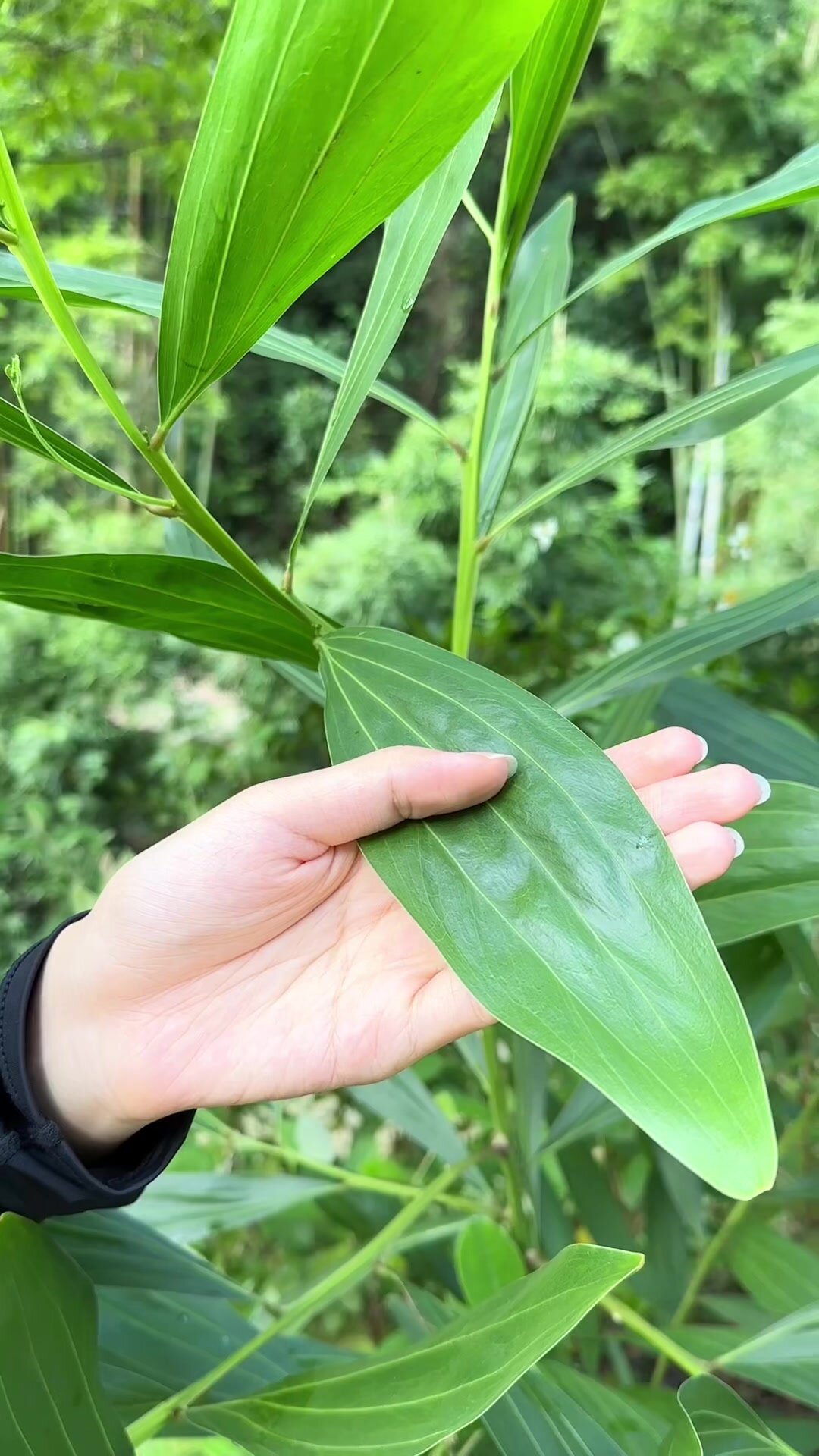 马占相思树全身都是宝!