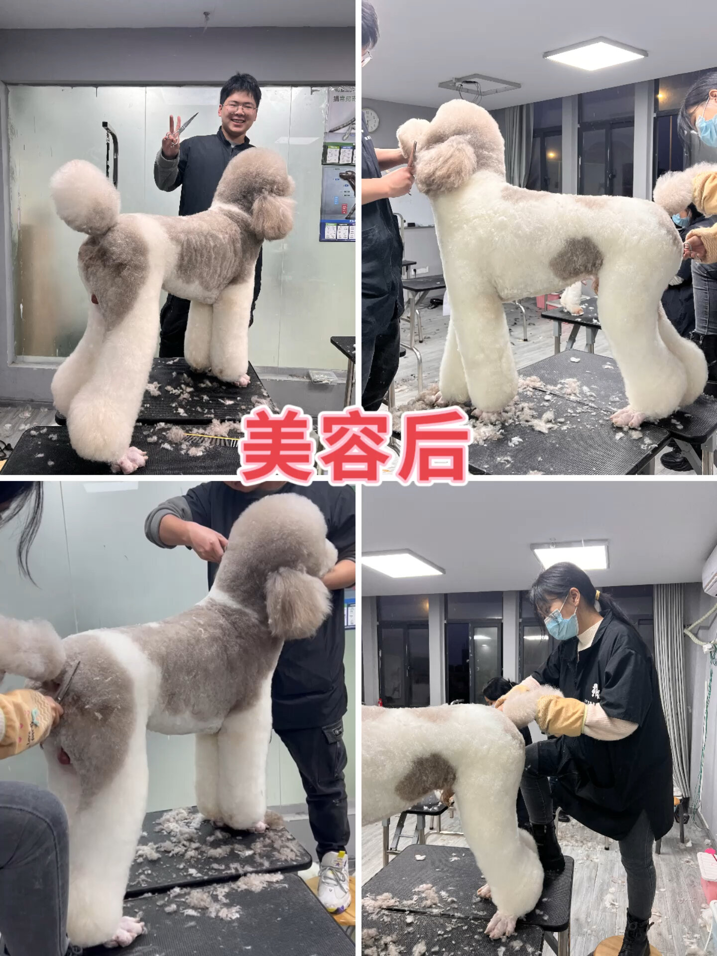 巨贵造型修剪分享泰迪造型贵宾