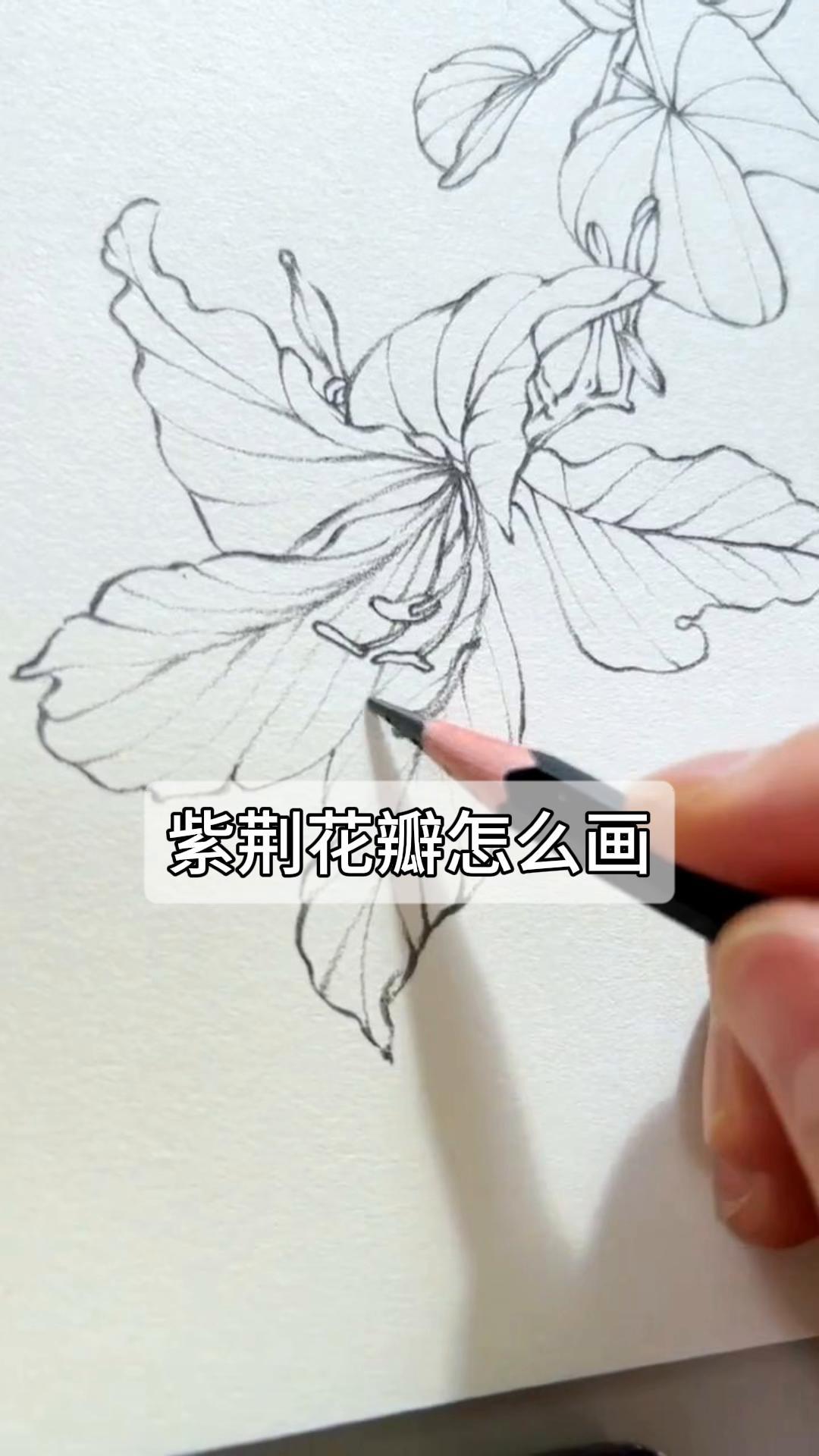 紫荆花瓣怎么画?