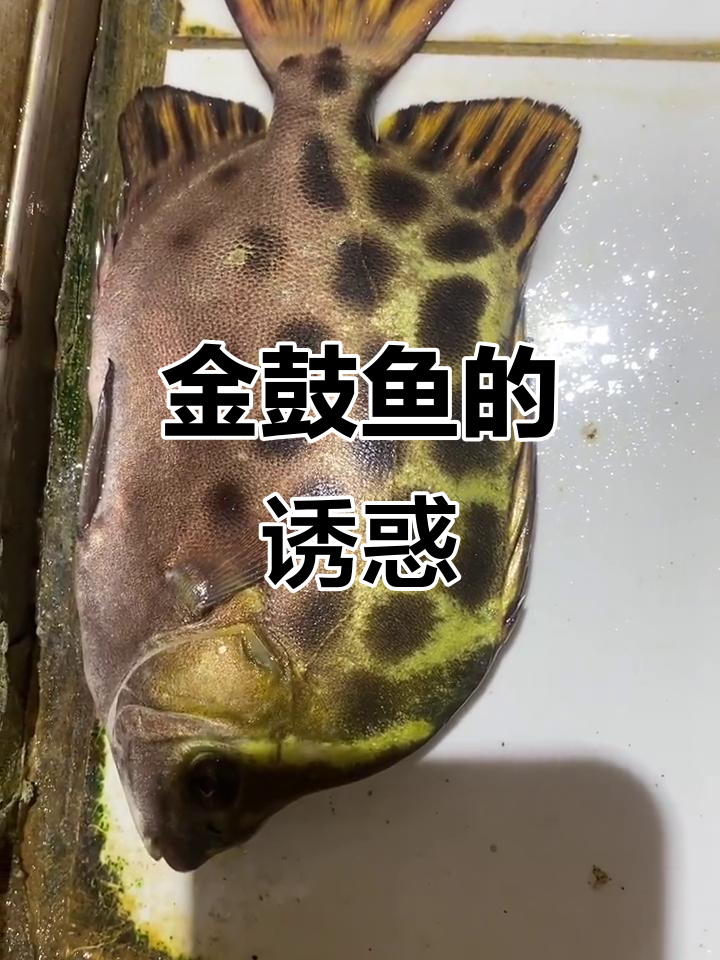 野生金鼓鱼,肉质鲜嫩无刺,口感绝佳!