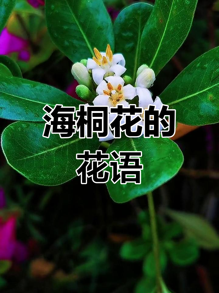 海桐花花语解读