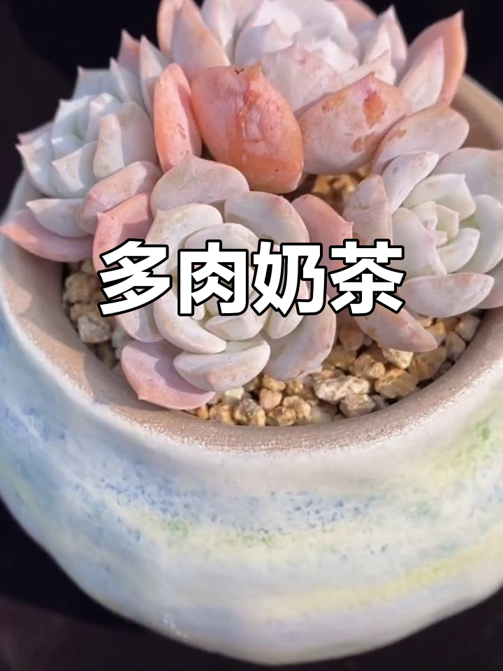 奶茶多肉:白里透粉的美丽植物