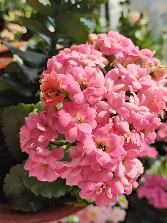 长寿花:戴维斯,新品多多,喜欢私!-度小视