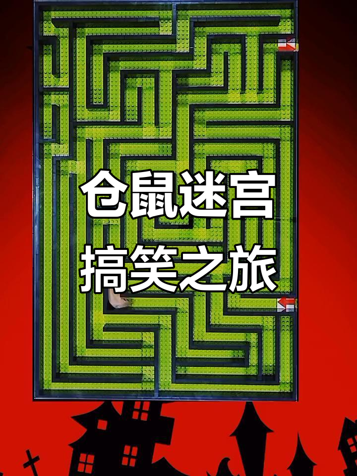 仓鼠迷宫大挑战,萌宠闯关全程笑翻!