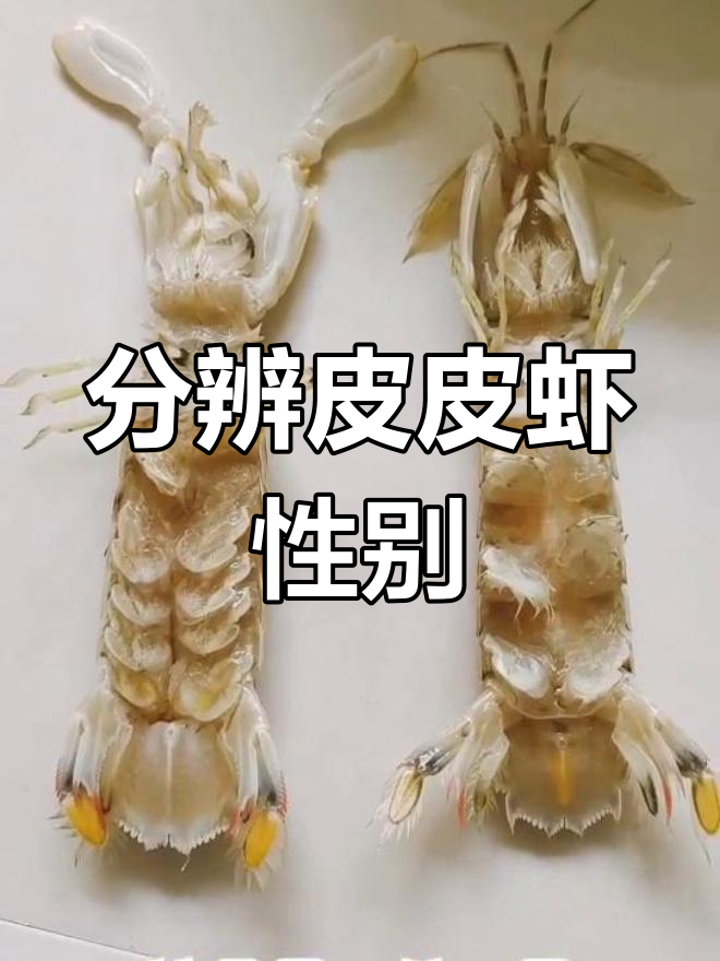 如何区分虾爬子是公是母?一看就懂!