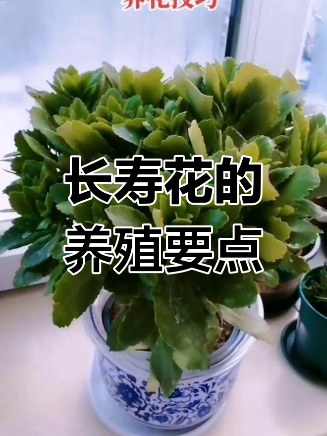 万寿花养护图片