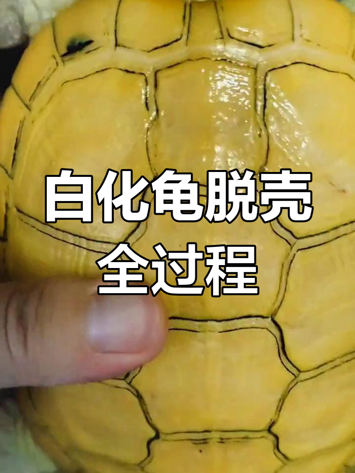白化巴西龟脱壳过程,强迫症的治愈时刻