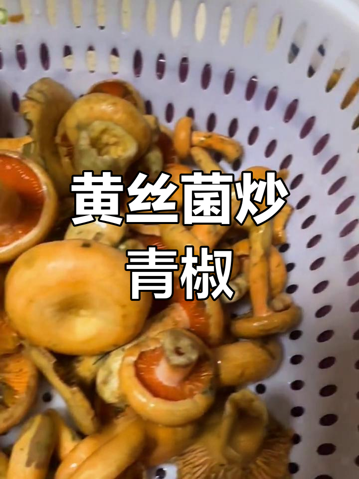野生黄丝菌炒出鲜香,搭配辣椒西红柿更美味