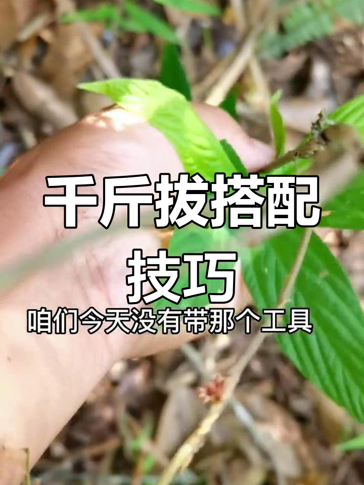 千斤拔 用法图片