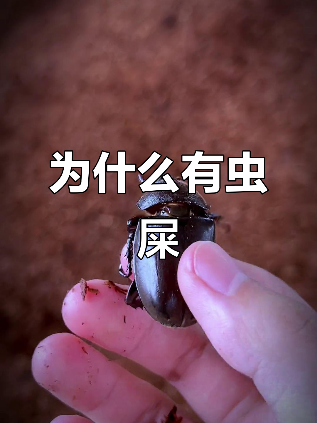 发酵木屑中的虫屎真相,原来是独角仙母虫产卵了