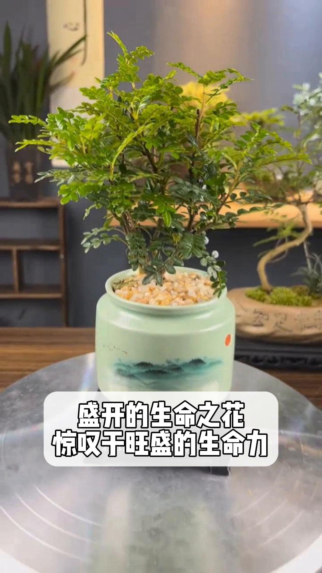 盛开的生命之花 惊叹于旺盛的生命力