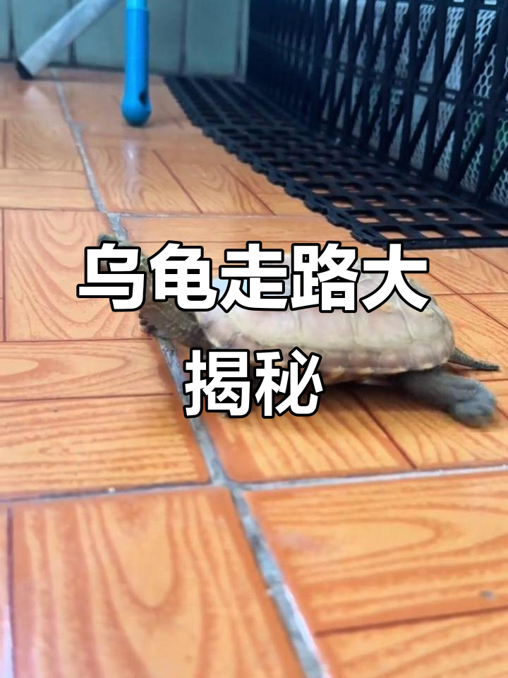 巴西龟走路超有趣,滑行后腿拖壳头盔动感十足