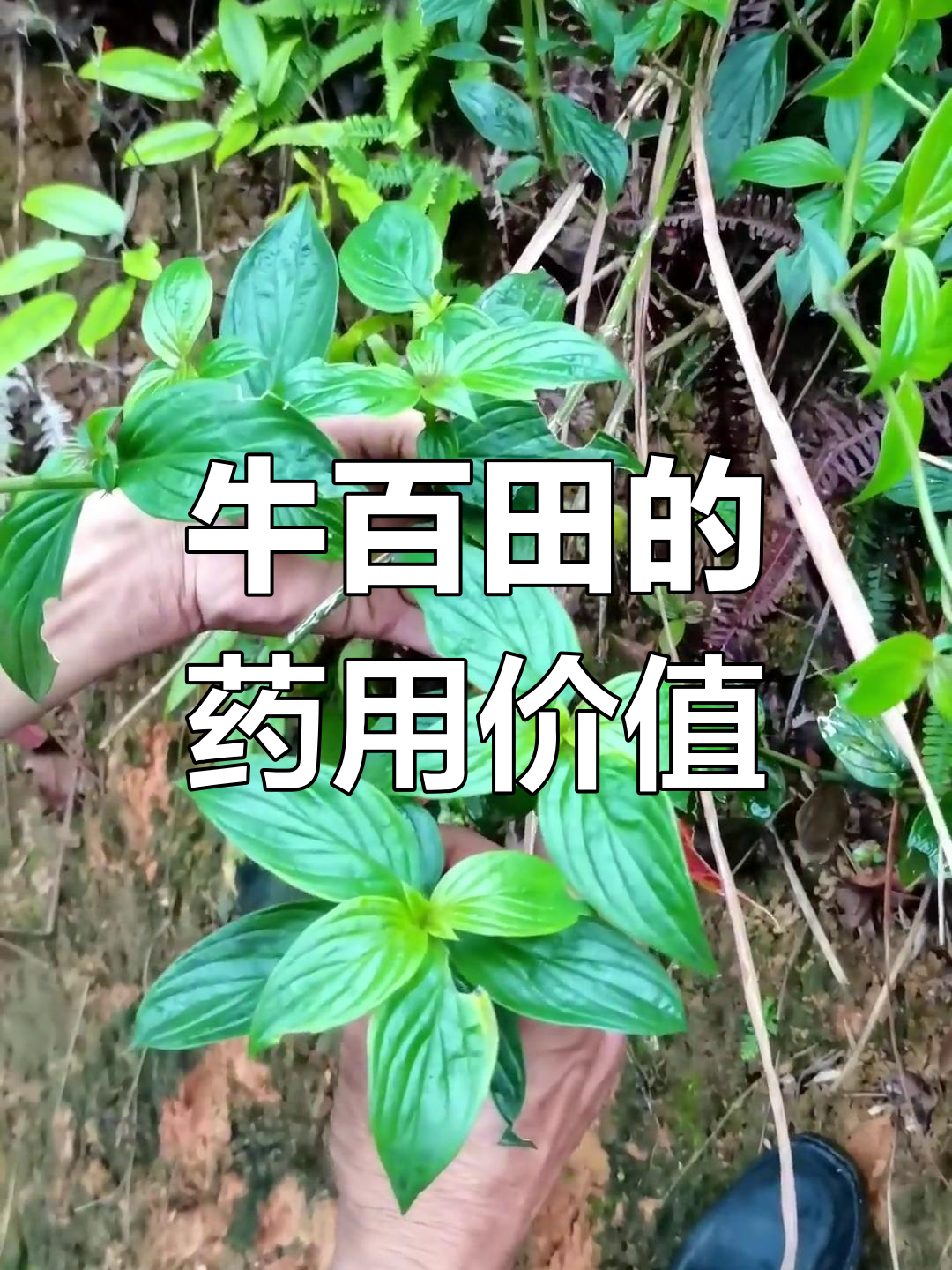 农村少见的茜草科植物,牛白藤的神奇用途