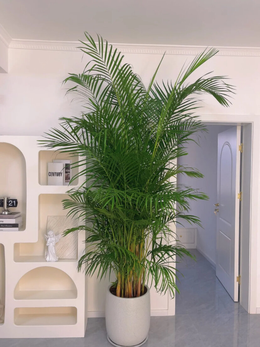 散尾葵绿植是客厅摆放的不二选择-度小视