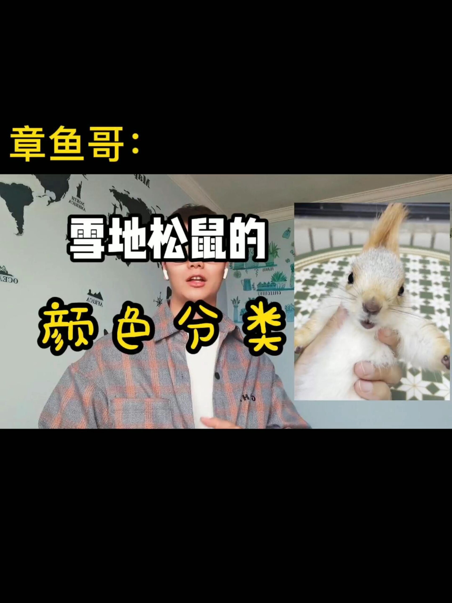 雪地松鼠有哪些颜色,普通,白尾,高白