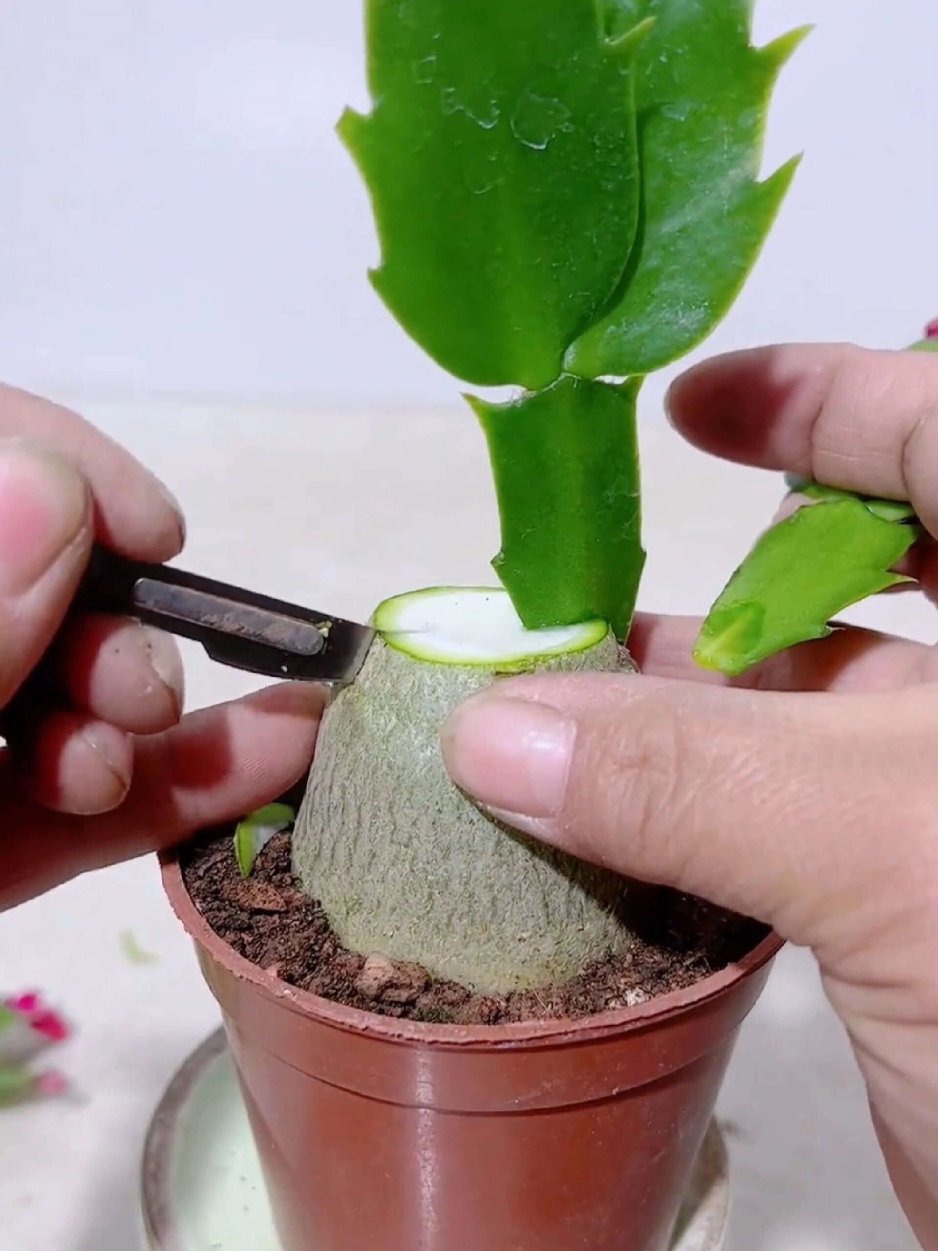 沙漠玫瑰嫁接蟹爪兰