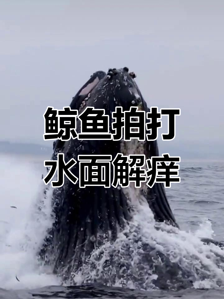 鲸鱼痛苦清理藤壶