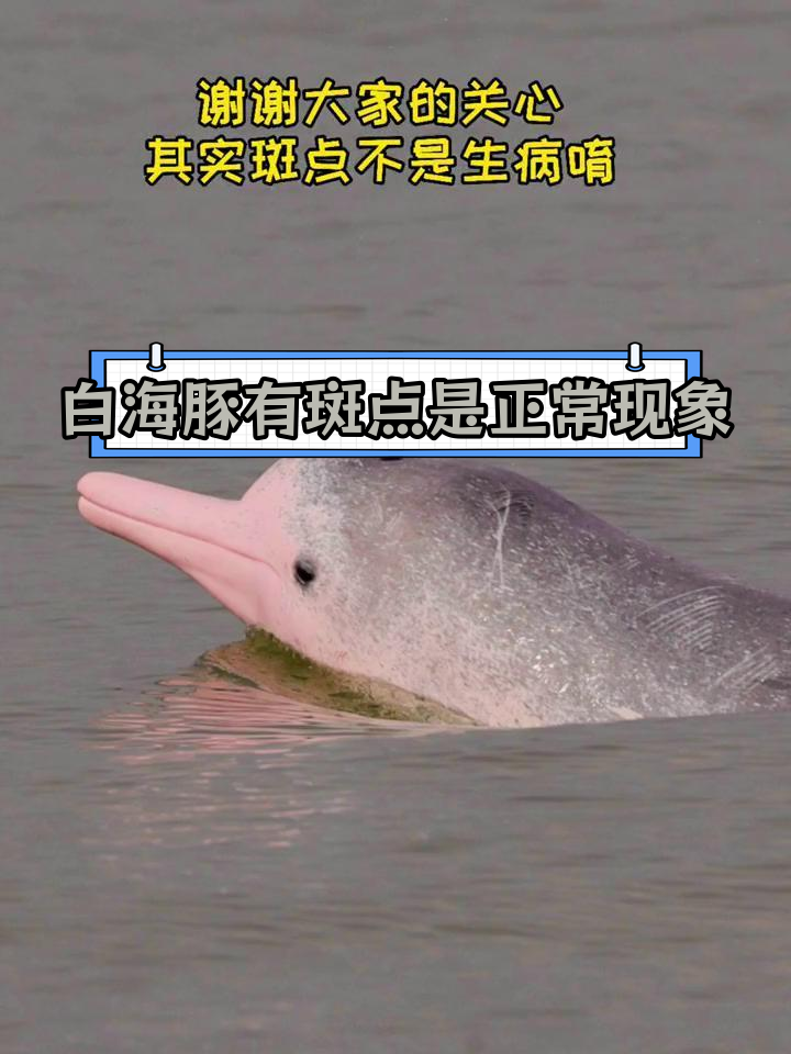中华白海豚的斑点不是病,专业团队守护