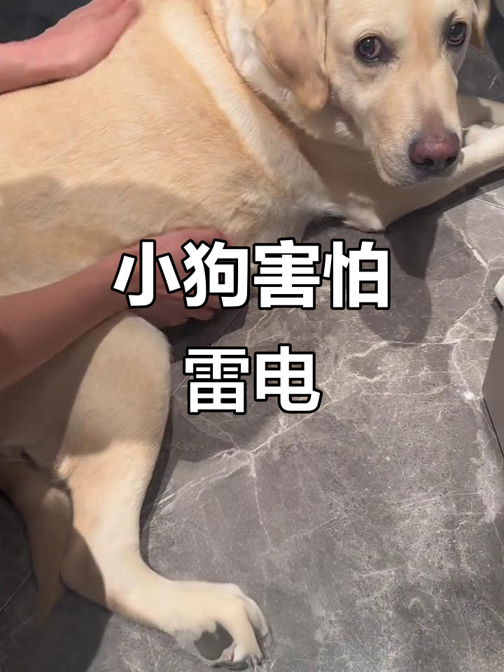 狗为什么怕打雷