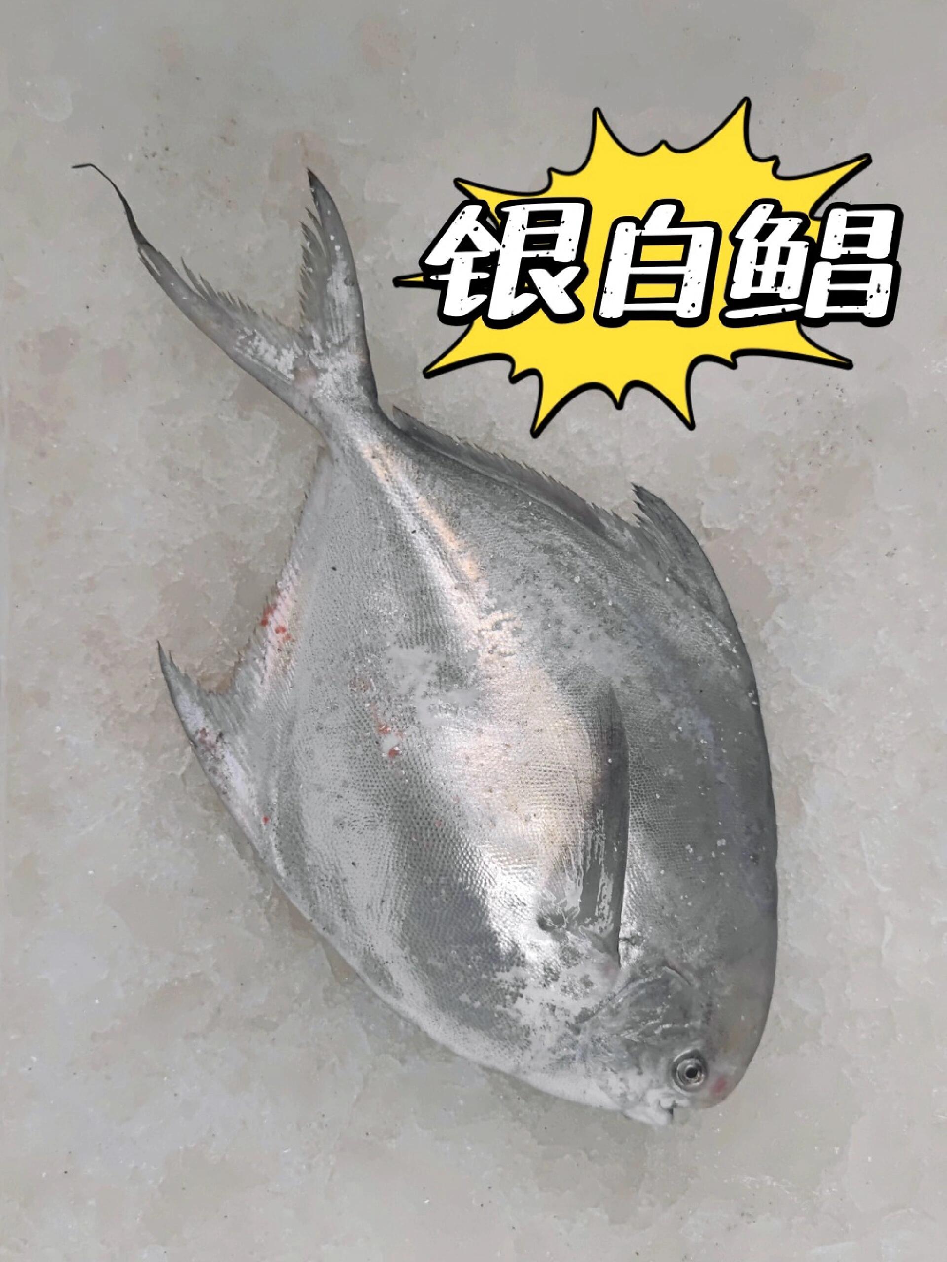 白菜价 银白鲳