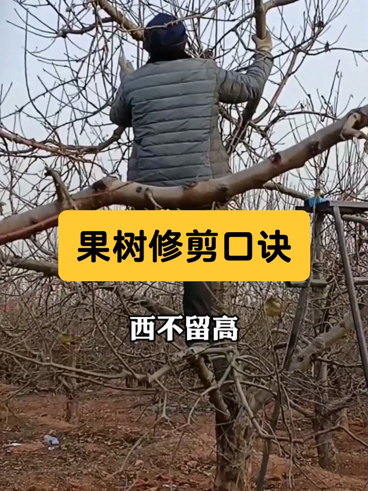 果树修剪口诀,助你轻松成为修剪专家