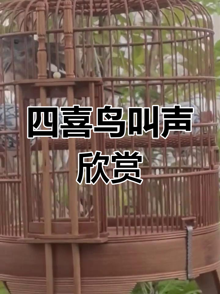 母四喜鸟叫声图片