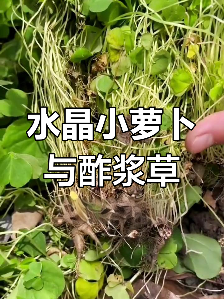 酢浆草小红帽图片